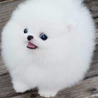 jackc