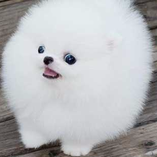 jackc